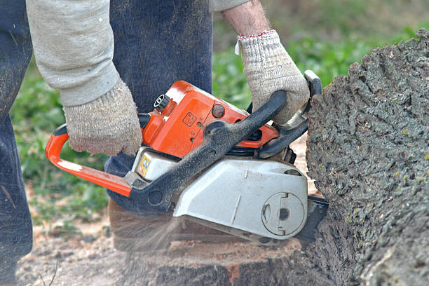 Best Arborist Consultation Services  in Boscobel, WI